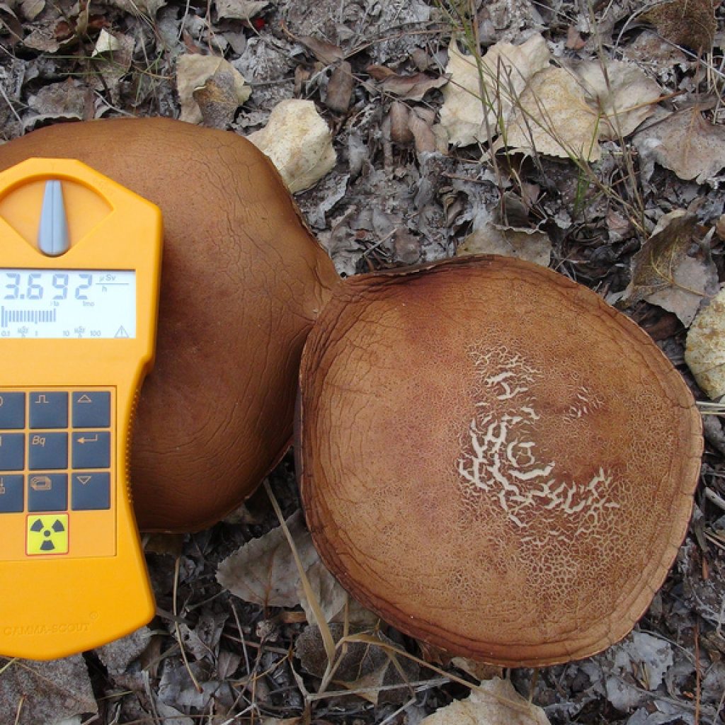Contaminated Mushrooms - Chernobyl Children International